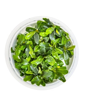 Bucephalandra Needle Leaf Tropica feuilles 2-3 cm
