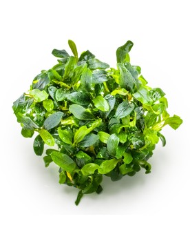 Bucephalandra Needle Leaf Tropica feuilles 2-3 cm