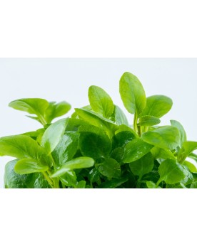 Lobelia cardinalis mini, feuilles arrondies et vert clair