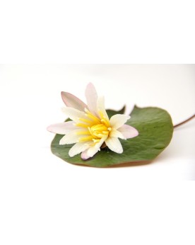 Lotus tigre rouge plante aquatique bulbe et feuilles