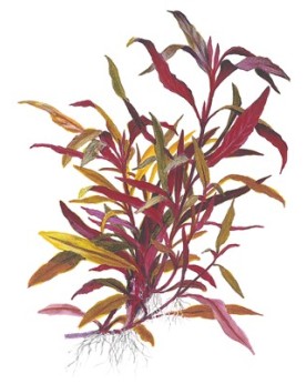 Alternanthera reineckii Pink en aquarium