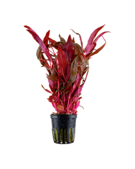 Alternanthera reineckii Pink en aquarium