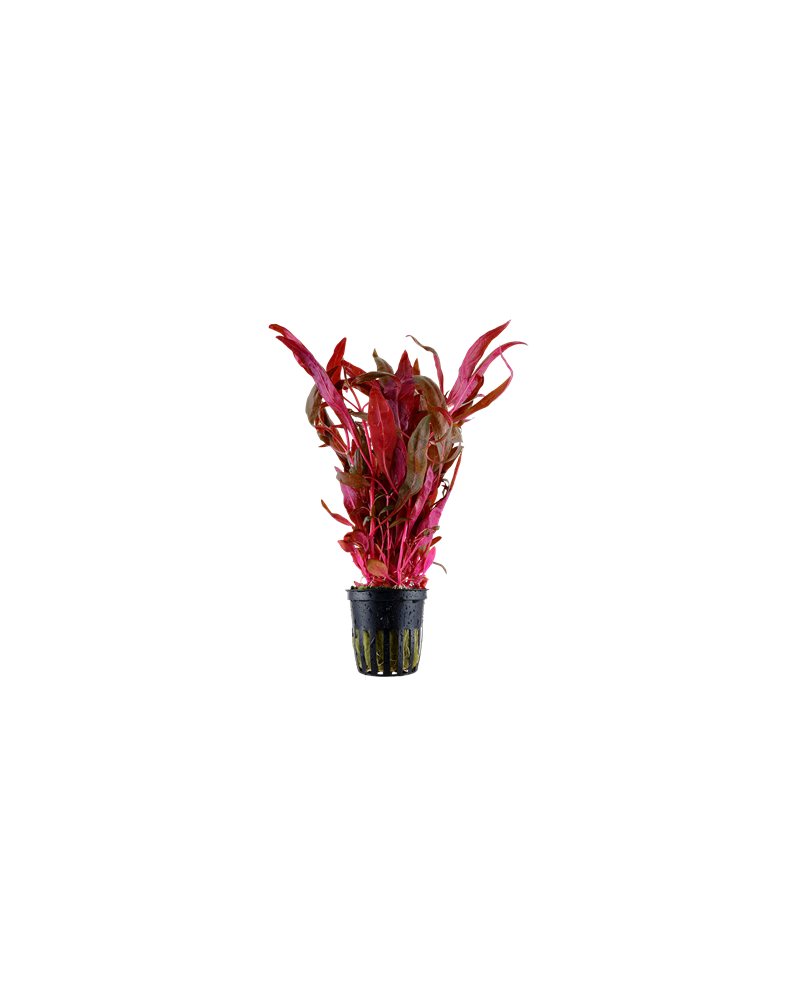 Alternanthera reineckii Pink en aquarium