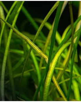 Sagittaria subulata Needle Leaf en aquarium
