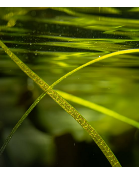 Sagittaria subulata Needle Leaf en aquarium