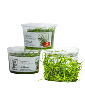 Sagittaria subulata Needle Leaf en aquarium