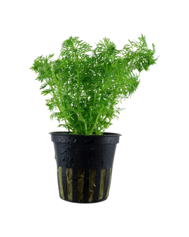Limnophila sessiliflora en aquarium, feuillage fin