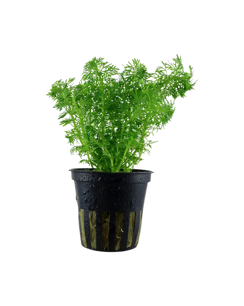 Limnophila sessiliflora en aquarium, feuillage fin