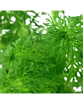 Limnophila sessiliflora en aquarium, feuillage fin
