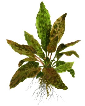Cryptocoryne wendtii Tropica feuilles foncees 10-20 cm