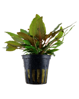 Cryptocoryne wendtii Tropica feuilles foncees 10-20 cm