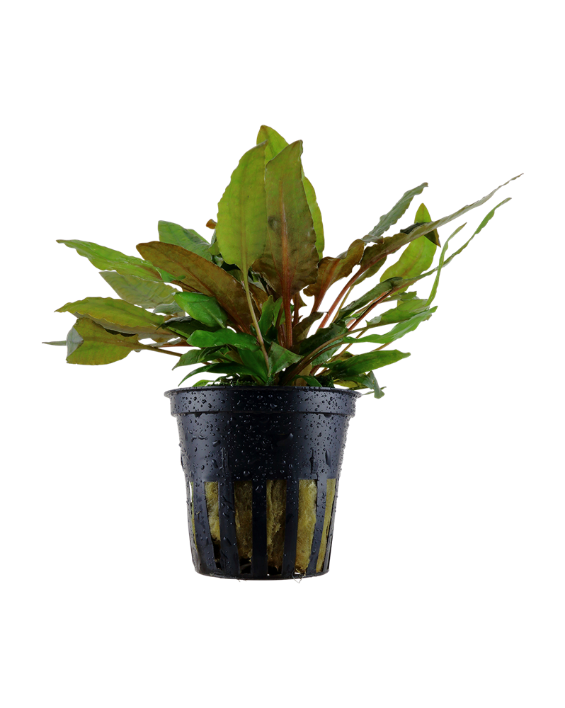 Cryptocoryne wendtii Tropica feuilles foncees 10-20 cm