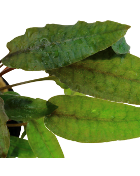 Cryptocoryne wendtii Tropica feuilles foncees 10-20 cm
