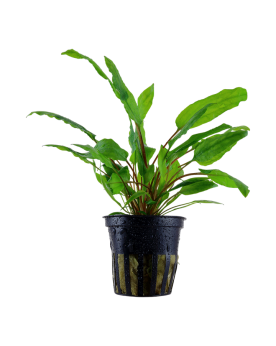 Cryptocoryne wendtii green en aquarium feuilles vertes