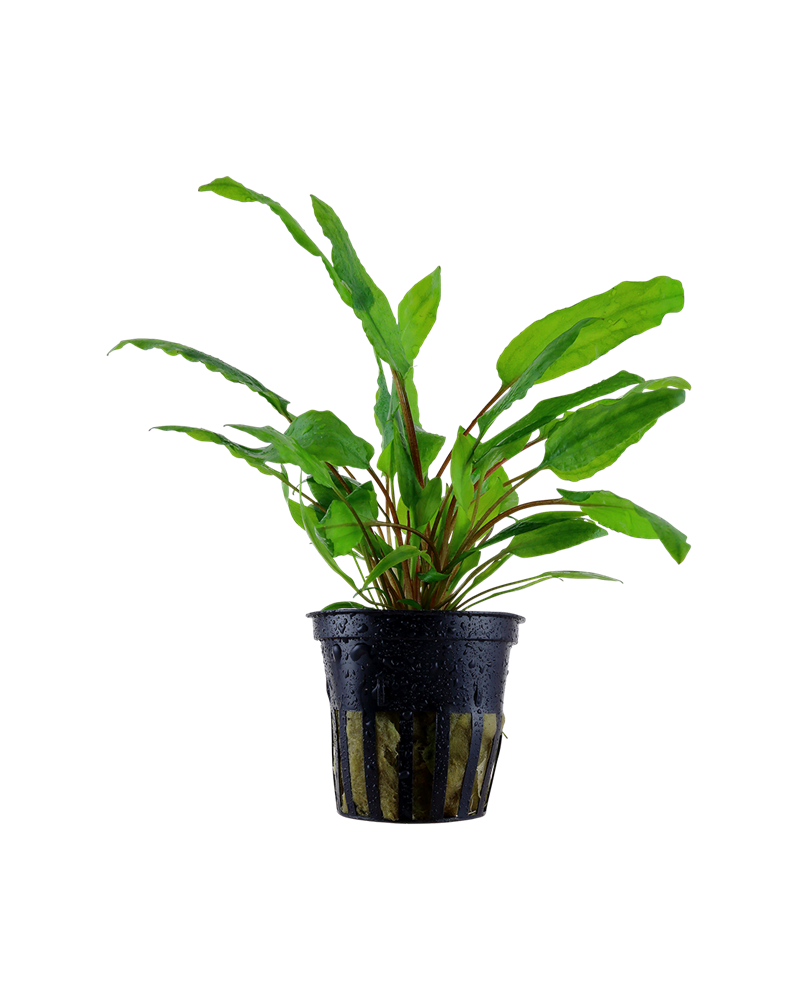 Cryptocoryne wendtii green en aquarium feuilles vertes