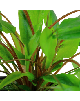 Cryptocoryne wendtii green en aquarium feuilles vertes