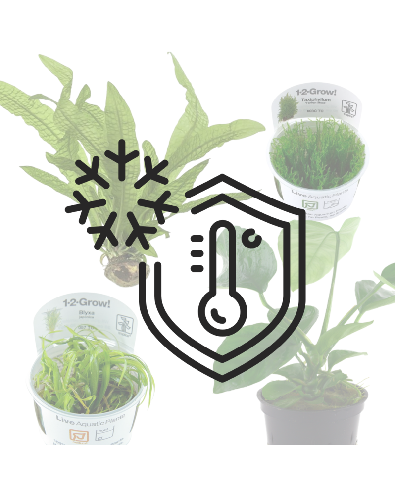 Pack envoi plantes isotherme et regulateur temperature
