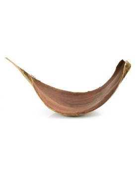 Feuille de coco pour aquarium et biofilm