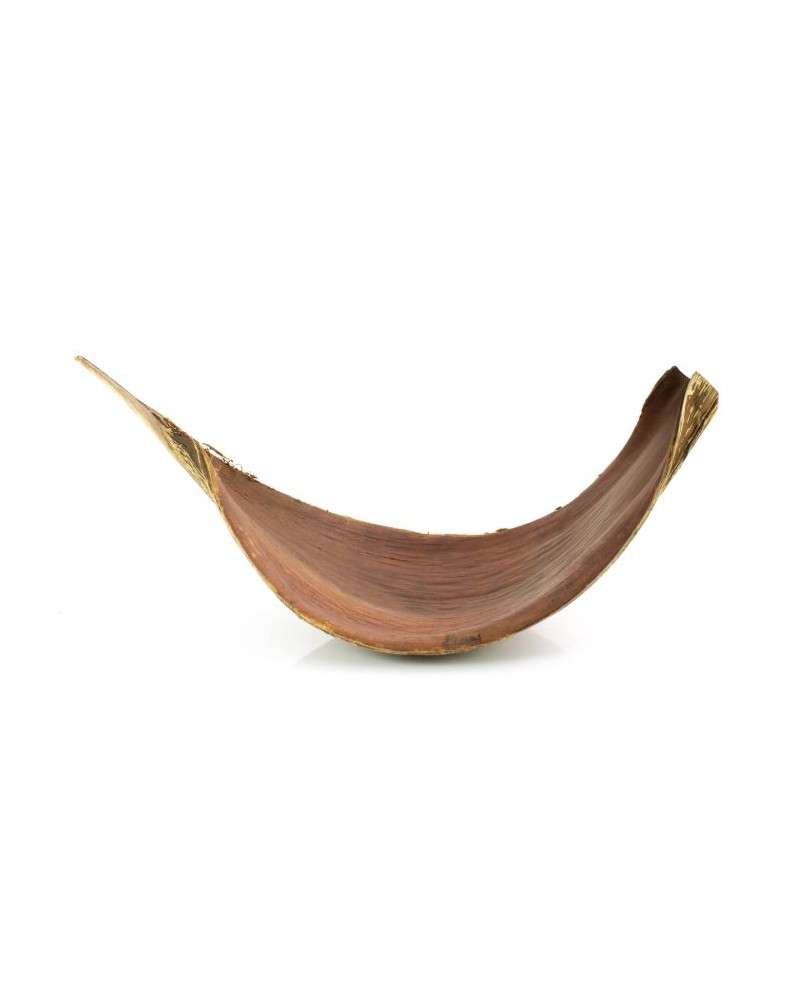 Feuille de coco pour aquarium et biofilm