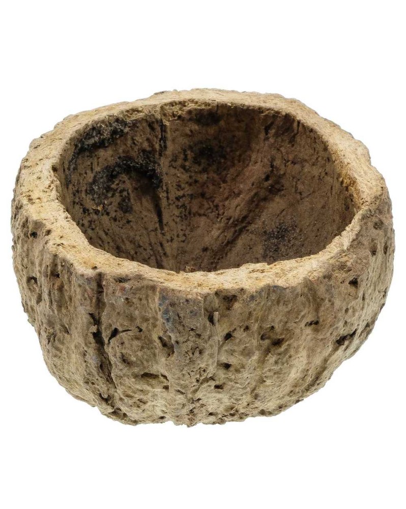 Cosse ourico pour aquarium, cachette naturelle