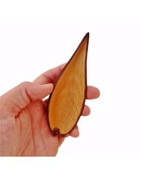 Cosse Canoinhas Pod naturel 10-14 cm pour aquarium