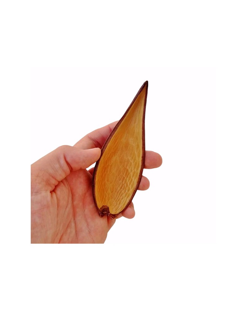 Cosse Canoinhas Pod naturel 10-14 cm pour aquarium