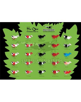 Tableau des Grades Bee cadeau pour commande