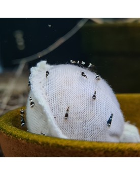 Boules Lubao et Kallax pour approvisionnement en biofilm