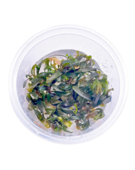 Bucephalandra Catharina in vitro feuilles vertes reflets bleus