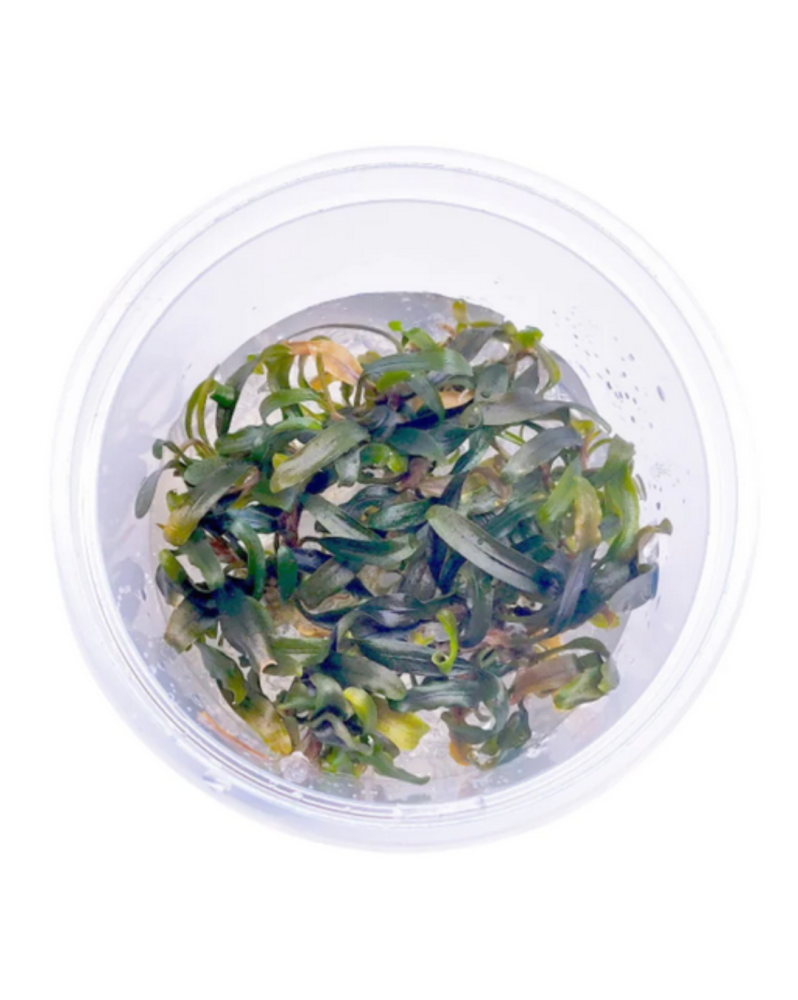 Bucephalandra Catharina in vitro feuilles vertes reflets bleus