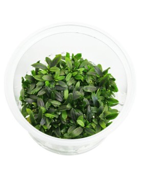 Bucephalandra sp Maia In Vitro - feuilles rouges