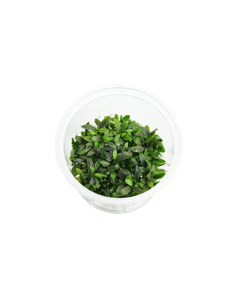 Bucephalandra sp Maia In Vitro - feuilles rouges