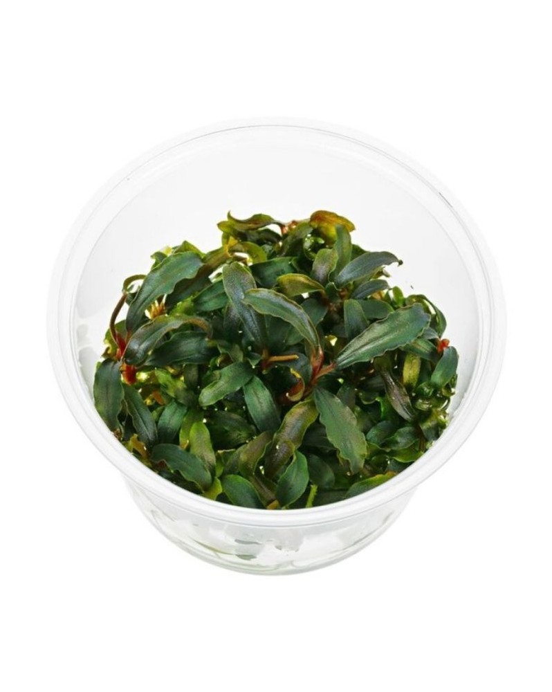 Bucephalandra sp Red In Vitro - reflets rouges