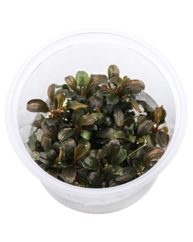 Bucephalandra Theia Red in vitro - feuilles rougeatres