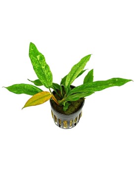 Anubias barteri Glabra Variegata feuilles variegate