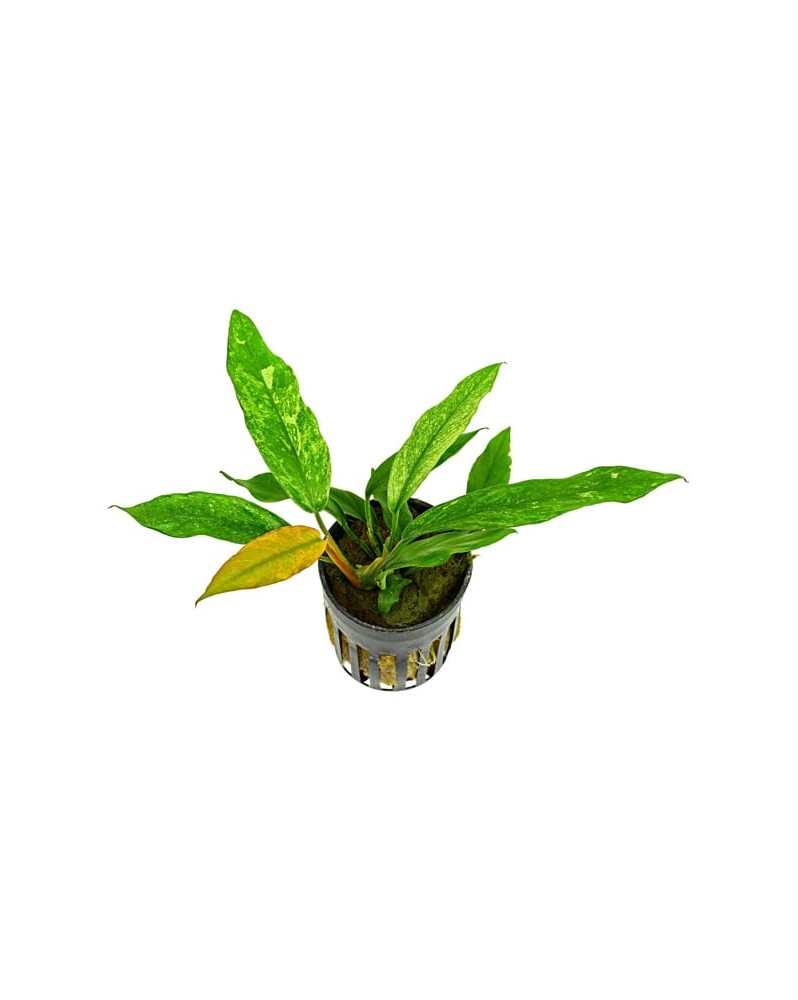 Anubias barteri Glabra Variegata feuilles variegate