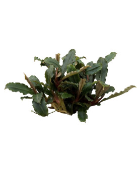 Bucephalandra Brownie Mini Red en pot - feuillage rouge brun