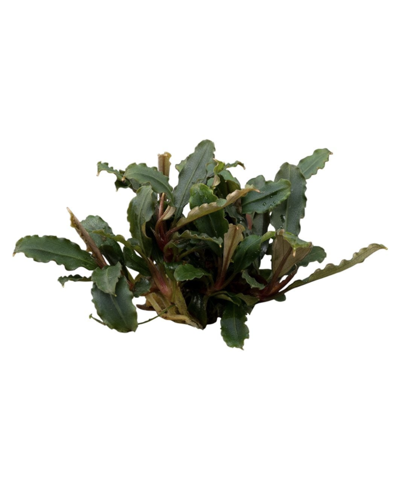 Bucephalandra Brownie Mini Red en pot - feuillage rouge brun