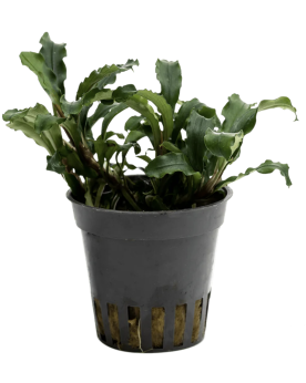 Bucephalandra Brownie Green Velvet en pot 5.5 cm Stoffels