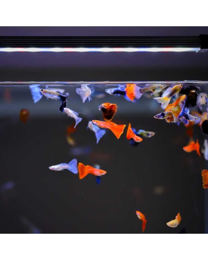 Twinstar Light A-Line II 90cm - Eclairage LED RGB-W