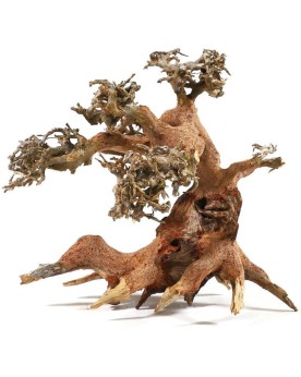 Bonsai en racines naturelles pour aquarium