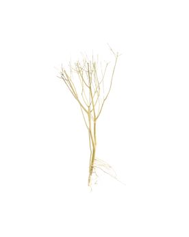 Slim TREE S racine pour bonsai et aquascape