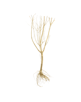 Slim TREE M - racine pour bonsai aquascape