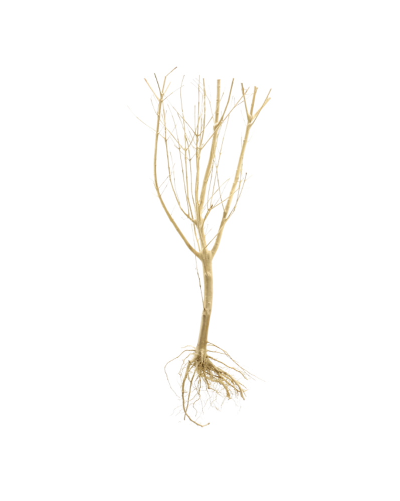 Slim TREE M - racine pour bonsai aquascape
