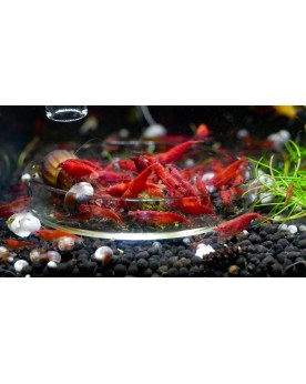 GARNELEN4YOU Planty Sticks 30 g - Aliment vegetal pour crevettes