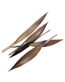 Feuilles de coco mini 15–25 cm pour aquarium biotope
