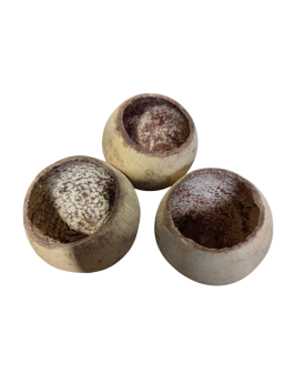 Gousses de Bael - cachettes naturelles pour aquarium