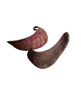 Gousse de Xylia pour aquarium