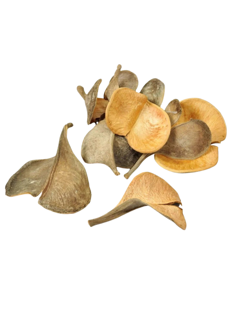 Oreilles d'éléphant doubles 12-18 cm, gousses naturelles