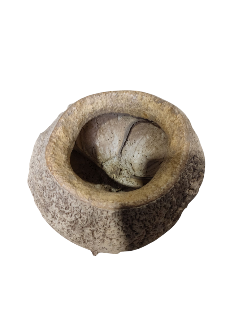 Coque Sapucaia M 11-13 cm pour aquarium amazonien